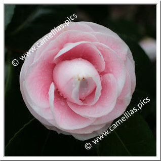 Camellia Japonica 'Florence Stratton Blush'