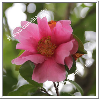 Camellia Hybrid 'Flower Girl'