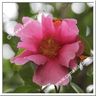 Camellia Hybride 'Flower Girl'