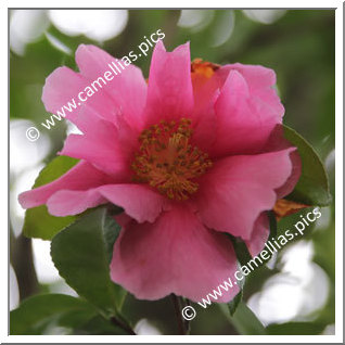 Camellia Hybride 'Flower Girl'