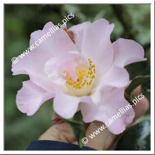 Camellia Hybrid 'Fluted Orchid'