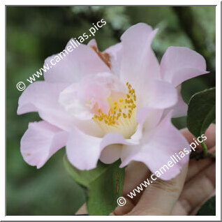 Camellia Hybrid 'Fluted Orchid'