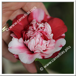 Camellia Japonica 'Formosa de Young'