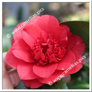 Camellia Japonica 'Formosa de Young'