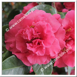 Camellia Hybrid 'Forty-Niner'