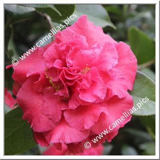 Camellia Hybrid 'Forty-Niner'