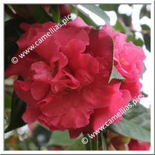 Camellia Hybrid 'Forty-Niner'