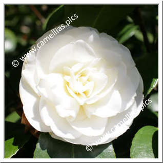 Camellia Japonica 'Fostine'