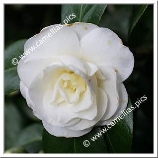 Camellia Japonica 'Fostine'