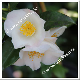 Camellia Sasanqua 'Fragrans'