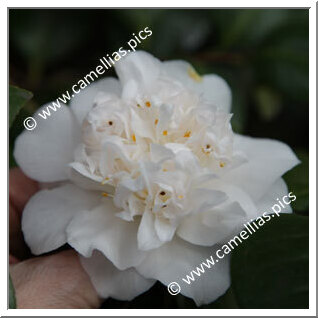 Camellia Japonica 'Fragrant Frill'