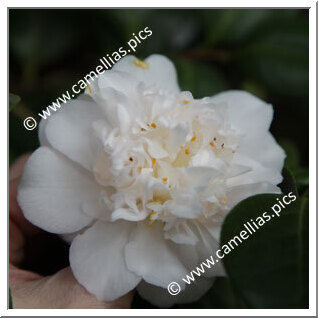 Camellia Japonica 'Fragrant Frill'