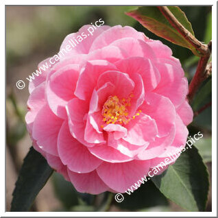 Camellia Hybrid 'Fragrant Joy '