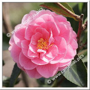 Camellia Hybrid 'Fragrant Joy '