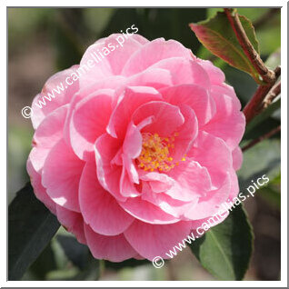 Camellia Hybride 'Fragrant Joy '