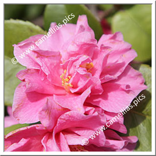 Camellia Hybrid 'Fragrant Pink'