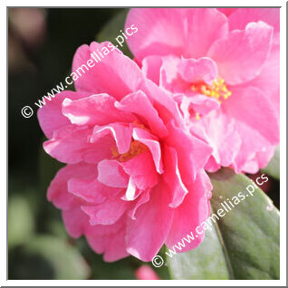 Camellia Hybride 'Fragrant Pink'