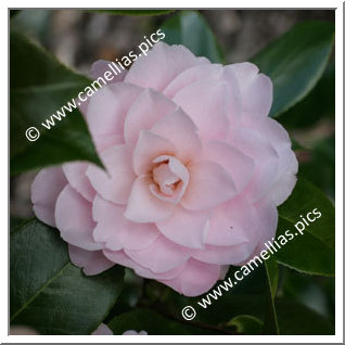 Camellia Japonica 'Fran Homeyer'