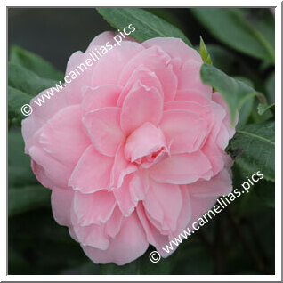 Camellia Japonica 'Fran Homeyer'