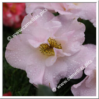 Camellia Japonica 'Frances Butler'