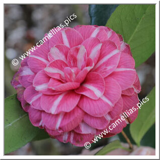 Camellia Japonica 'Francesca da Rimini'