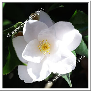 Camellia Japonica 'Francesco Maria Borrini'