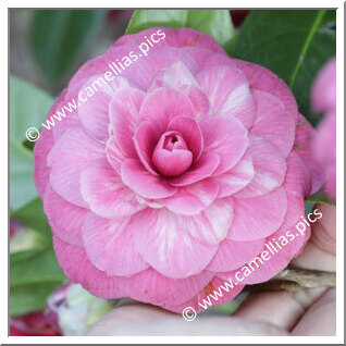 Camellia Japonica 'Francesco Burlamacchi'