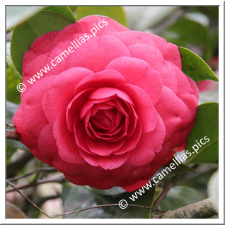 Camellia Japonica 'Francesco Ferruccio'