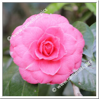 Camellia Japonica 'Francesco Moutel'