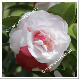 Camellia Japonica 'Giardino Franchetti'