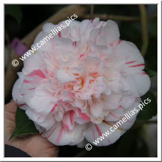 Camellia Japonica 'Franci Jordi'