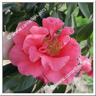 Camellia Hybrid 'Francie L'