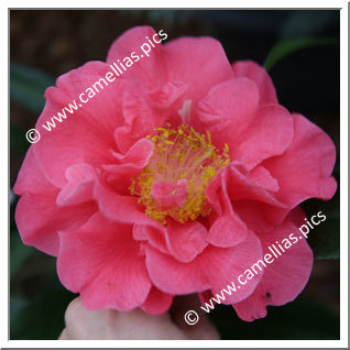 Camellia Hybrid 'Francie L'