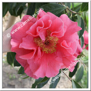 Camellia Hybride 'Francie L'