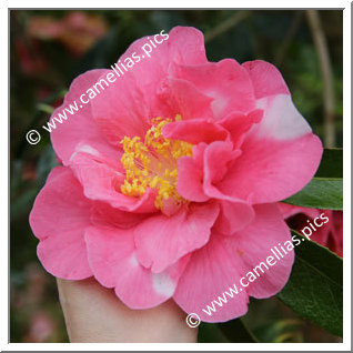 Camellia Hybrid 'Francie L Variegated'