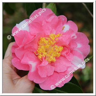 Camellia Hybrid 'Francie L Variegated'