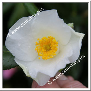 Camellia Hybrid C.x williamsii 'Francis Hanger'