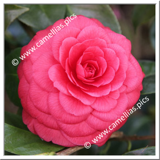 Camellia Japonica 'Francofurtensis'