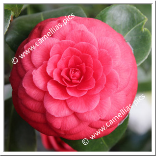 Camellia Japonica 'Francofurtensis'