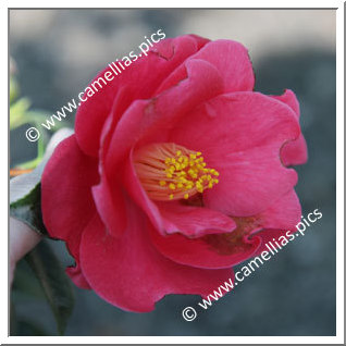 Camellia Japonica 'François II'