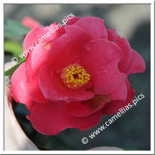 Camellia Japonica 'François II'