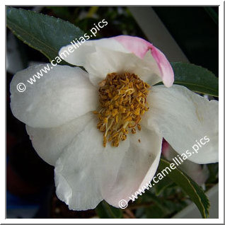 Camellia Hybrid 'François Gagnepain'