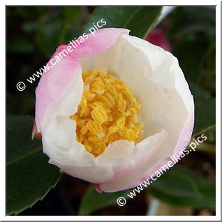 Camellia Hybride 'François Gagnepain'