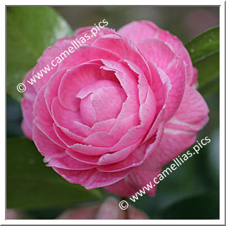 Camellia Japonica 'Françoise Benoit'