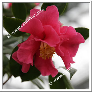 Camellia Hybrid C.reticulata  'Frank Houser '