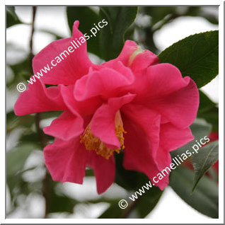 Camellia Hybrid C.reticulata  'Frank Houser '