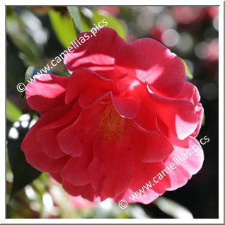 Camellia Hybride C.reticulata 'Frank Houser '
