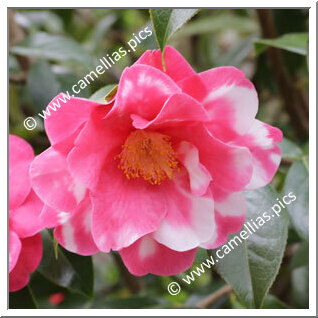 Camellia Hybrid C.reticulata  'Frank Houser Variegated'