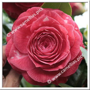 Camellia Japonica 'Frans Van Damme'