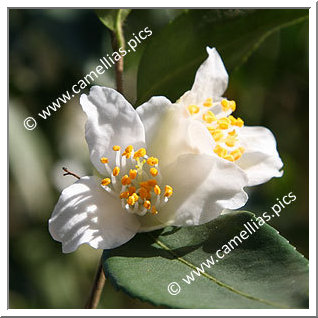 Camellia Botanique 'C. fraterna'